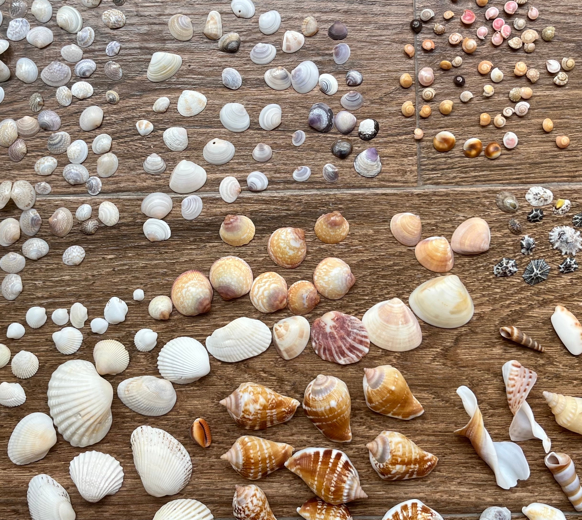 An assortment of natural seashells and shell pieces arranged in clusters on a wooden surface, including various conch shells, scallop shells, and smaller shell fragments in white, beige, brown, and muted pink tones.